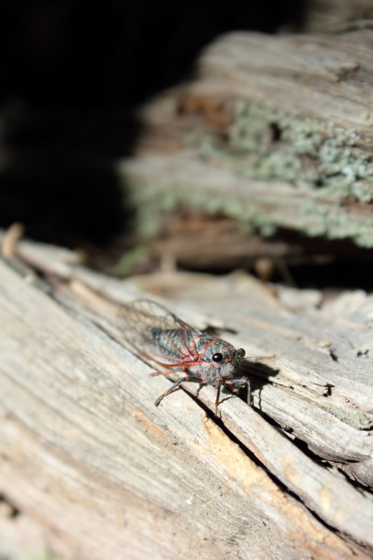 Cicada