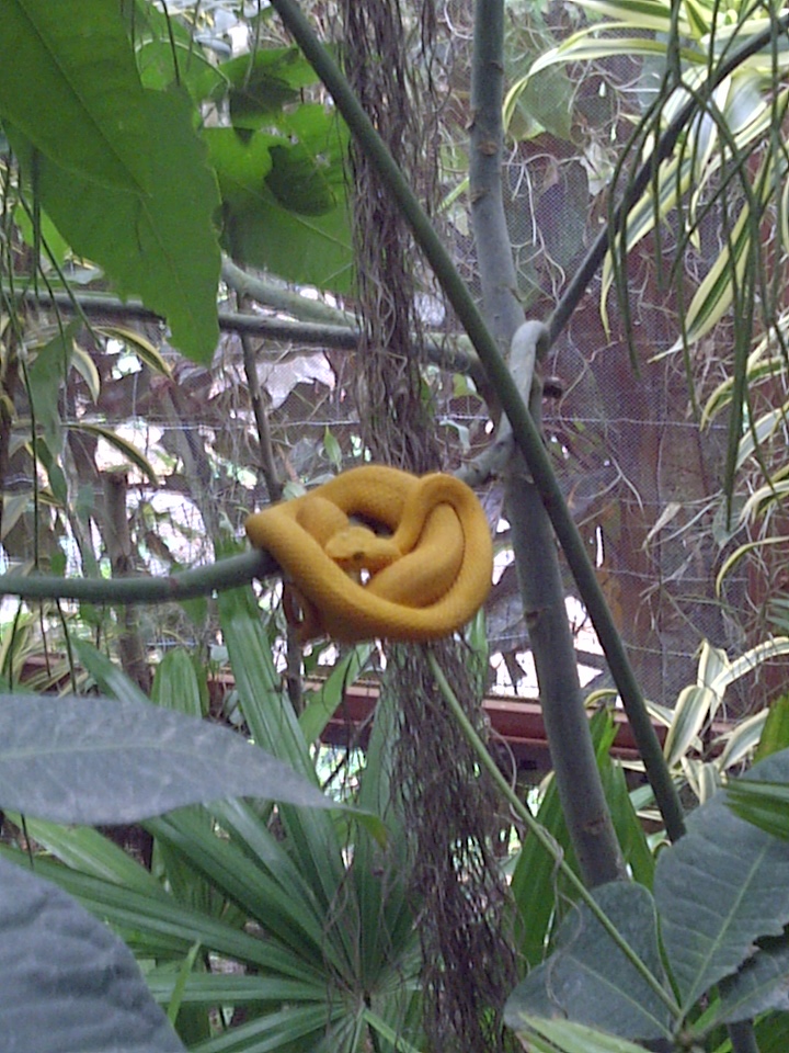 Tiny pit viper..what could be cuter!?!