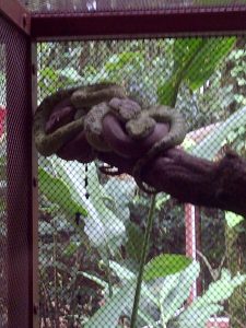 Oh wait, baby pit vipers cuddling with mom...definitely cuter.