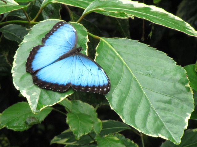 Morpho butterfly