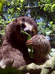 Ahhh what a life...munchin' on leaves.