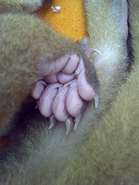 Kinkajou toes