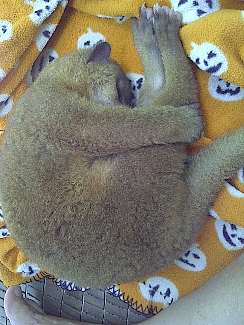 Kinkajou yoga