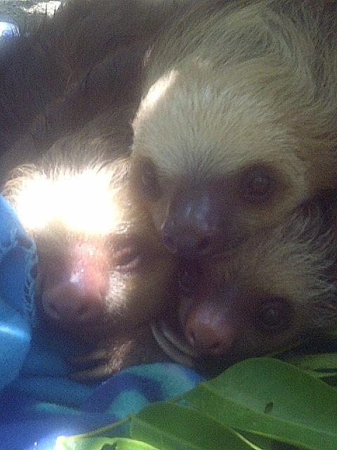 Sloth love