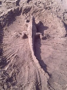 sand iguana
