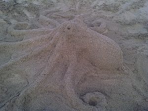 sand octopus
