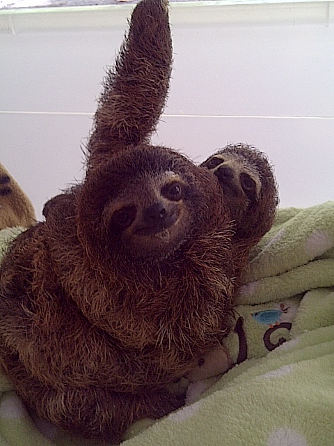 Two new baby sloths