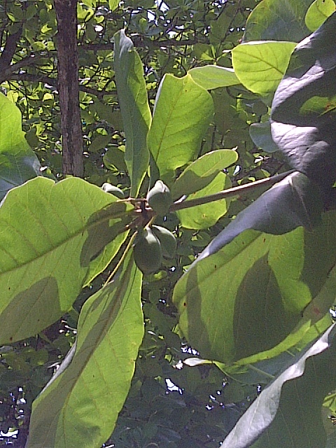 Tropical Almond Tree