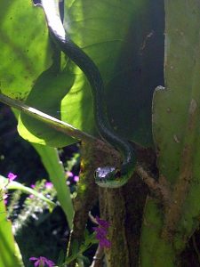 First snake I've seen in my yard