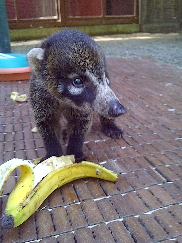 Mmmmm I likes me some banana!