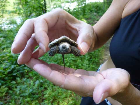 Tuckered out turtle