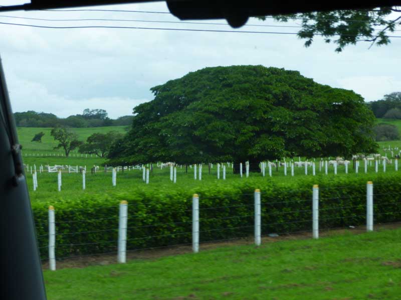 My favorite kind of tree...mango!