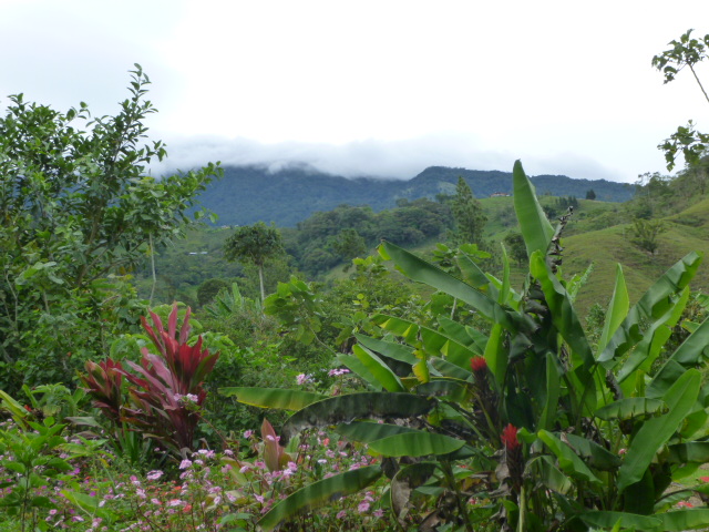 View from the yard