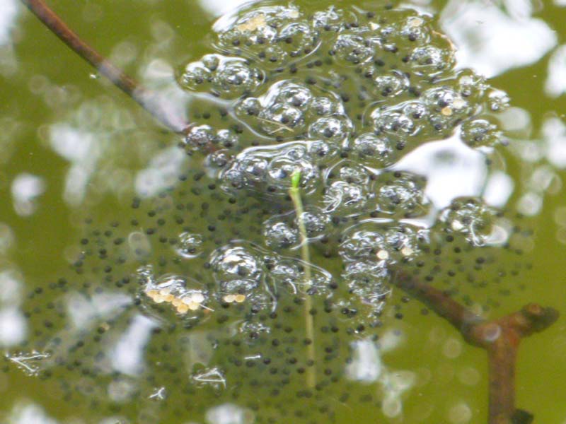 froggie eggs!