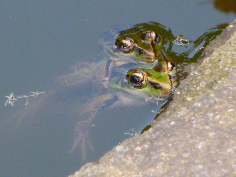 Get a pond already!