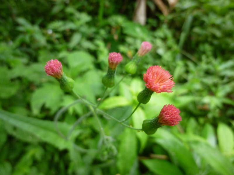 Even the weeds are beautiful!