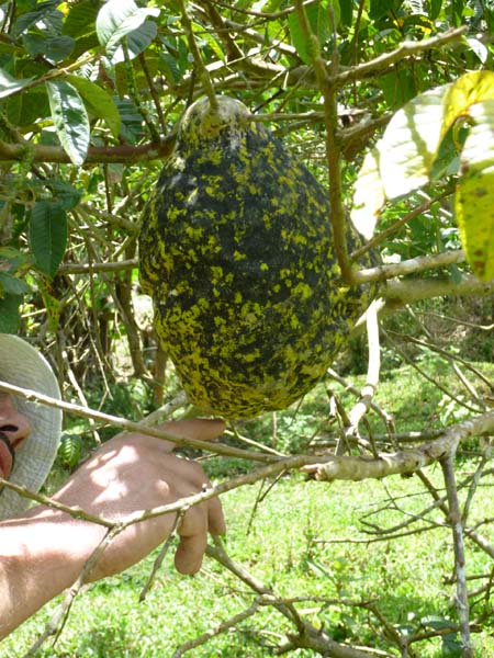 Bee/wasp(?) nest