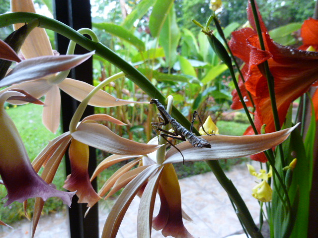 My Thanksgiving guest the Mantis, watching it rain outside.