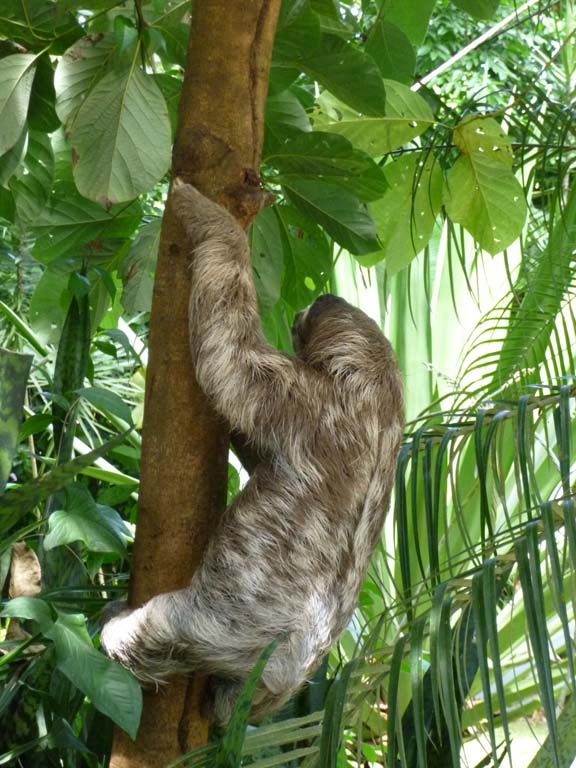 Sloth next to the pulperia in Playa Chiquita (wild)