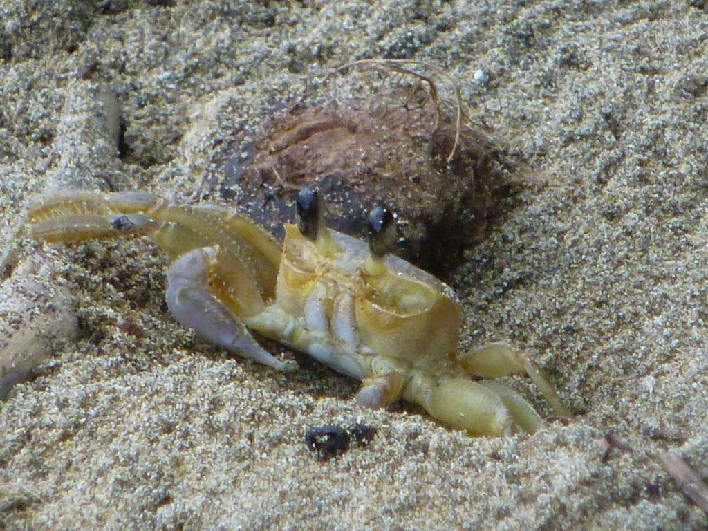 Cute crab on Punta Uva beach