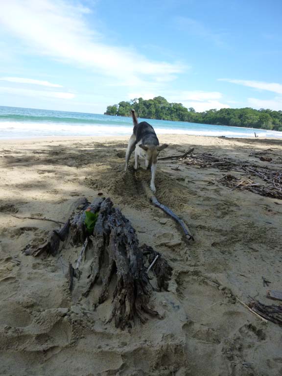 Sweet dog who loved to have sticks and coconuts thrown. She started burying this one