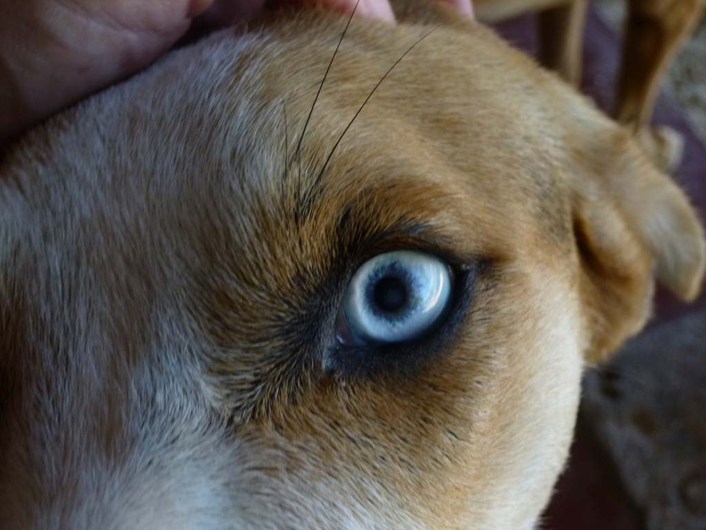 Nice beach dog in Puerto Viejo with beautiful eyes