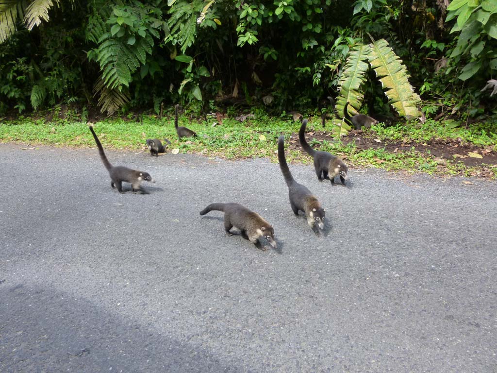 Family of coati's near Arenal park