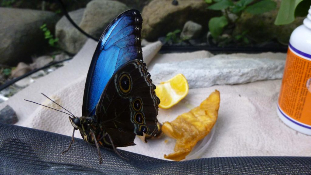 My crippled morpho