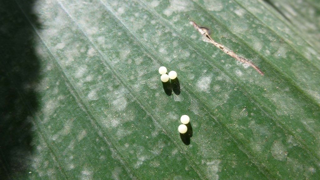 Caligo (Owl butterfly) Eggs