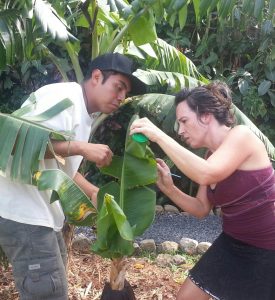 Me moving the baby caligo larvae to the banana plant with Orlando, the tour guide.