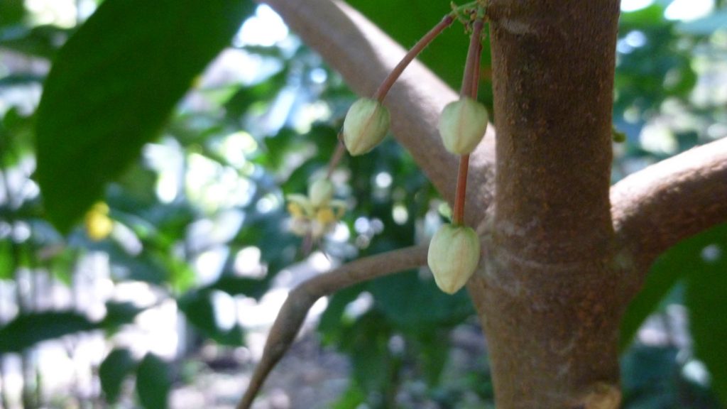 OOOO we have blooms on our cacao tree which could mean cacao pods one day!!  It's better to fall in chocolate than in love.