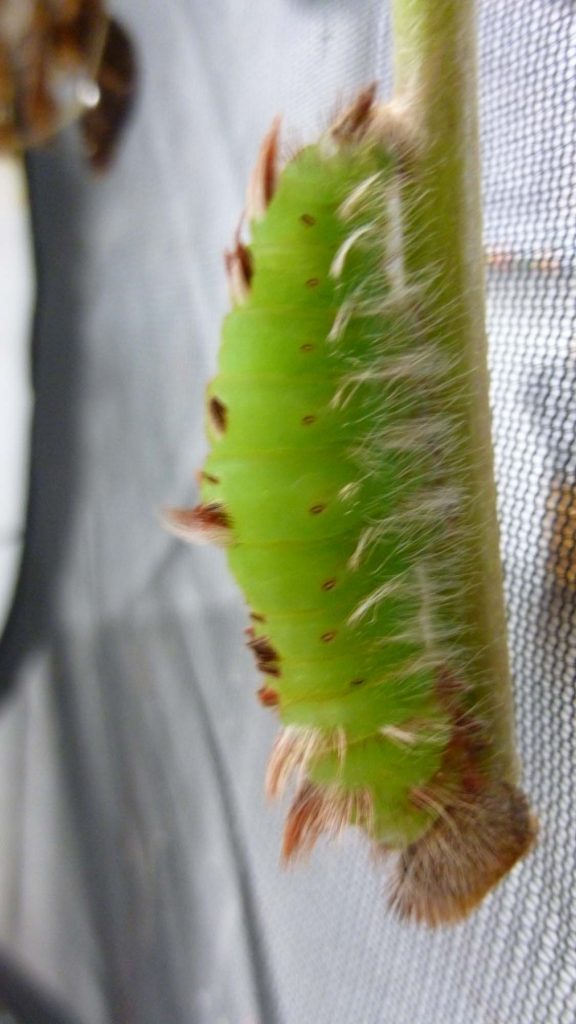 Blue morpho starting to pupate