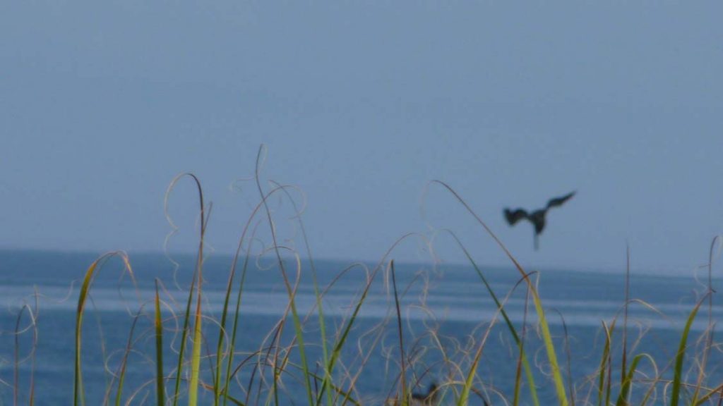 Divebombing pelican