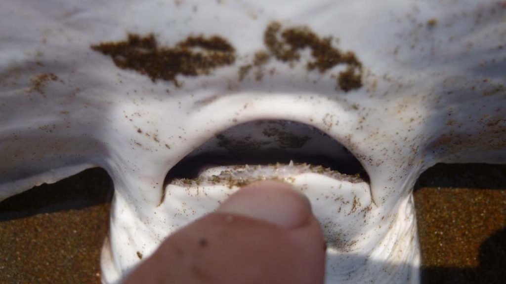 Baby hammerhead teeth