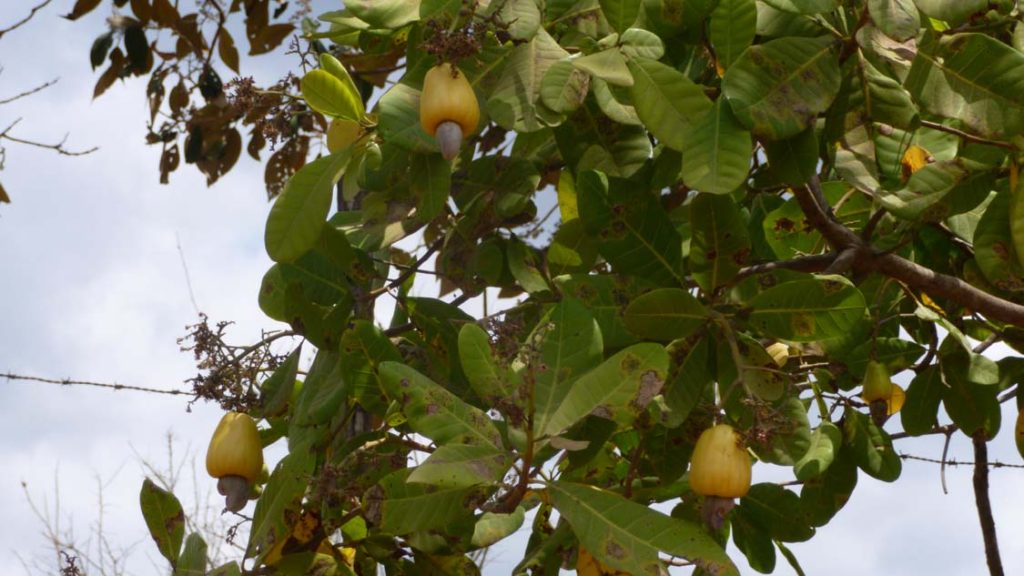 Yellow cashew (maranon) tree