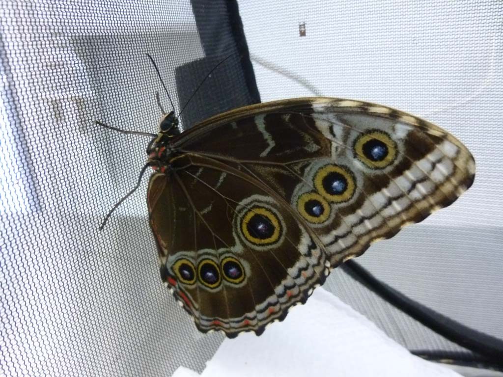 My morpho!!