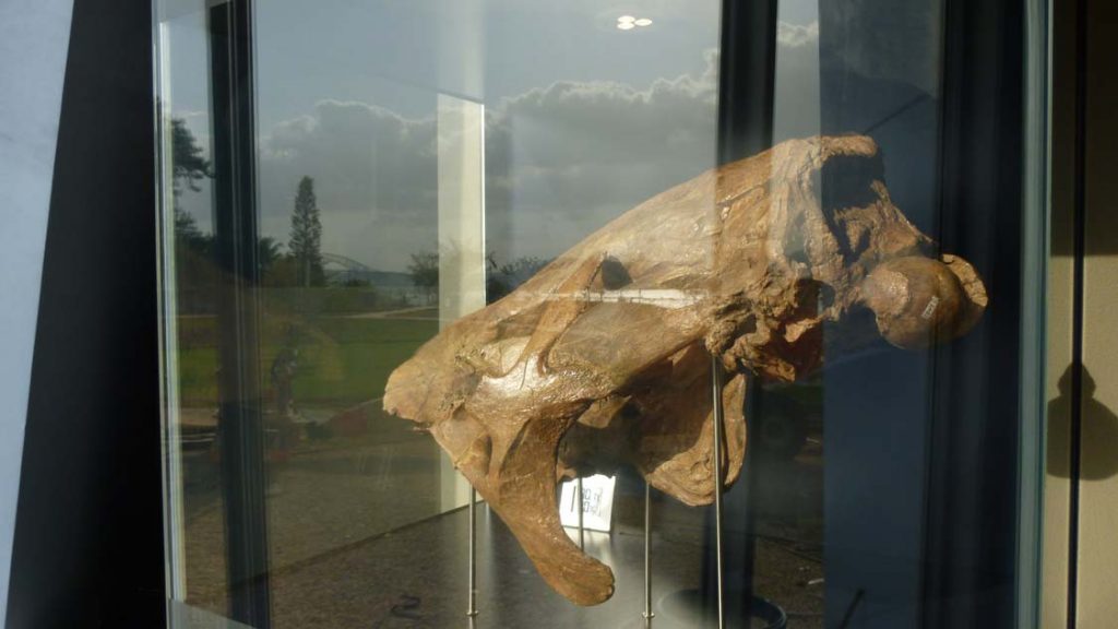 Giant sloth skull with the Bay of Panama in the reflection