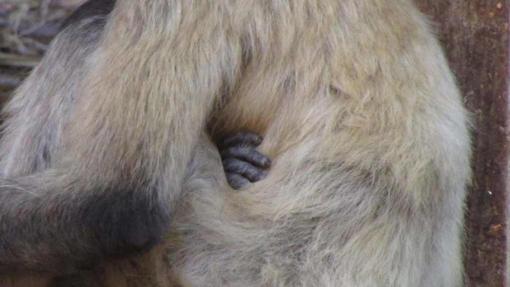 Baby spider monkey clinging onto mom