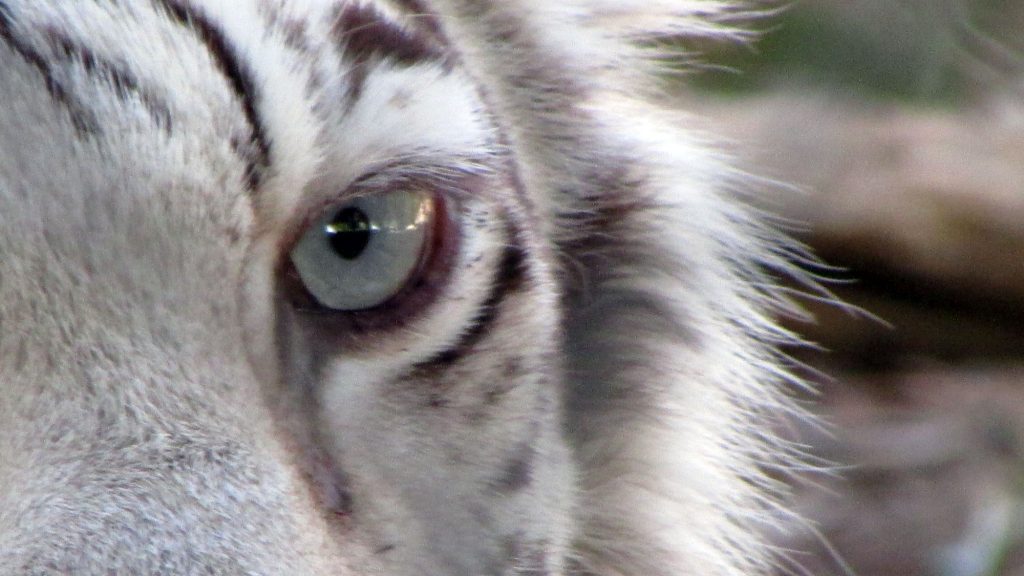 White tiger eye