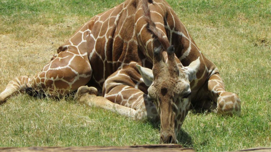 Baby munching on grass