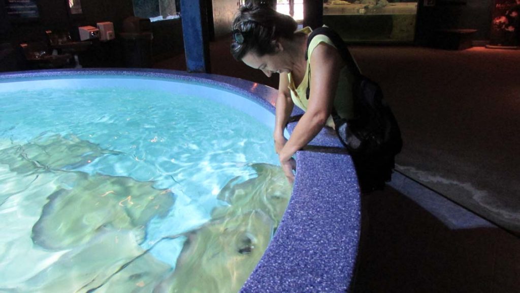 It's official: stingrays are squishy!