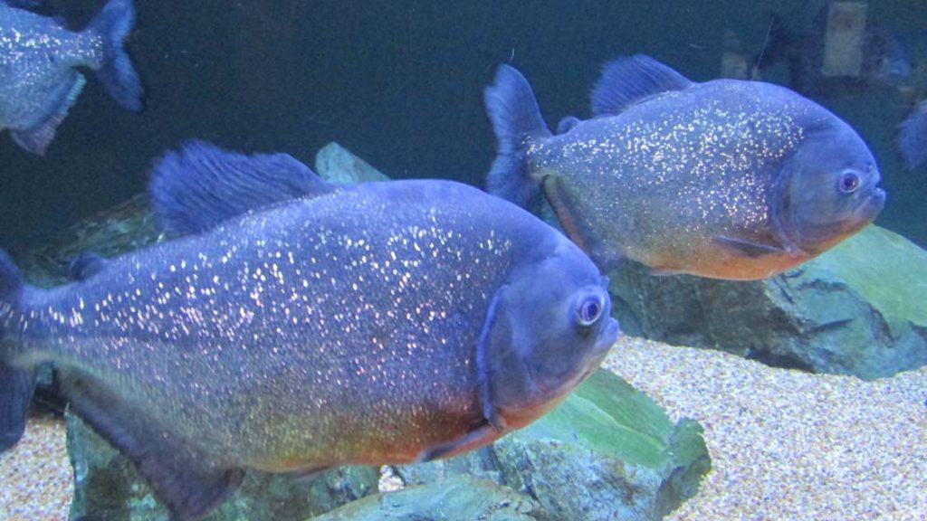 Red belly piranhas