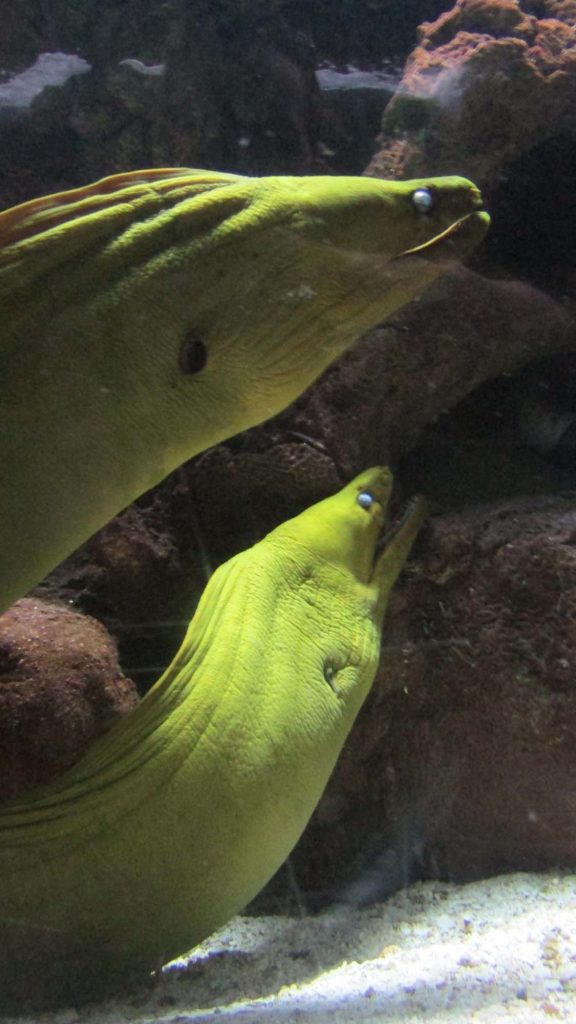 Moray eels at least 4' long