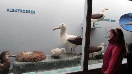 Albatross are HUGE. I saw them once in the air but had no idea...