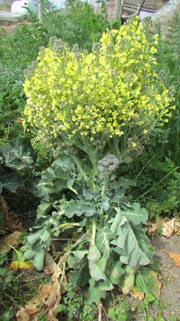 Broccoli flowering