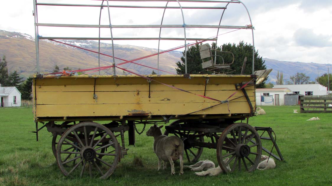 Lazy lambs!