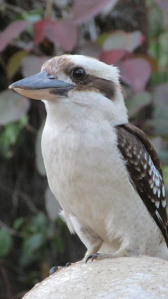 Kookaburra