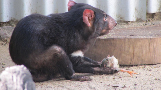 Tasmanian Devil