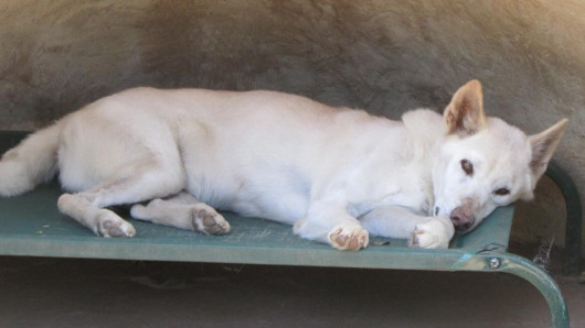 White dingo (that did not eat your baby)