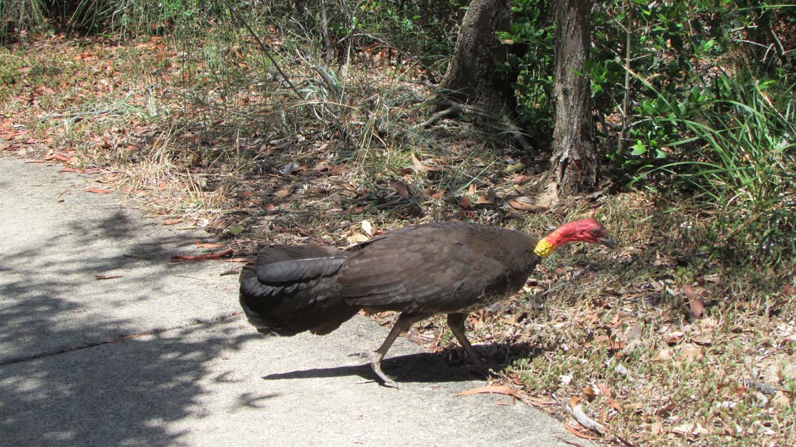 Ground turkey with a sideways tail at the beach